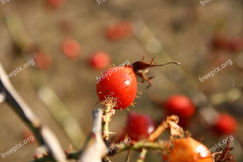 Roseship Fall Autumn Nature Plant