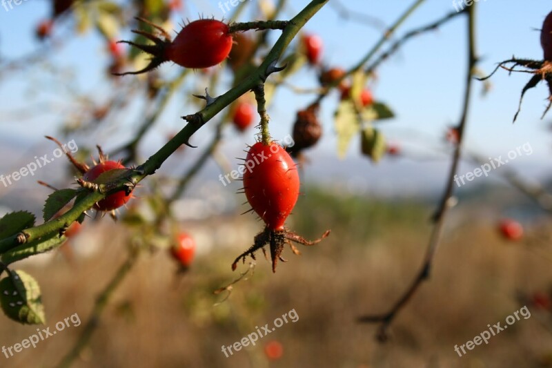 Rose Hip Spiked Nature Autumn Red