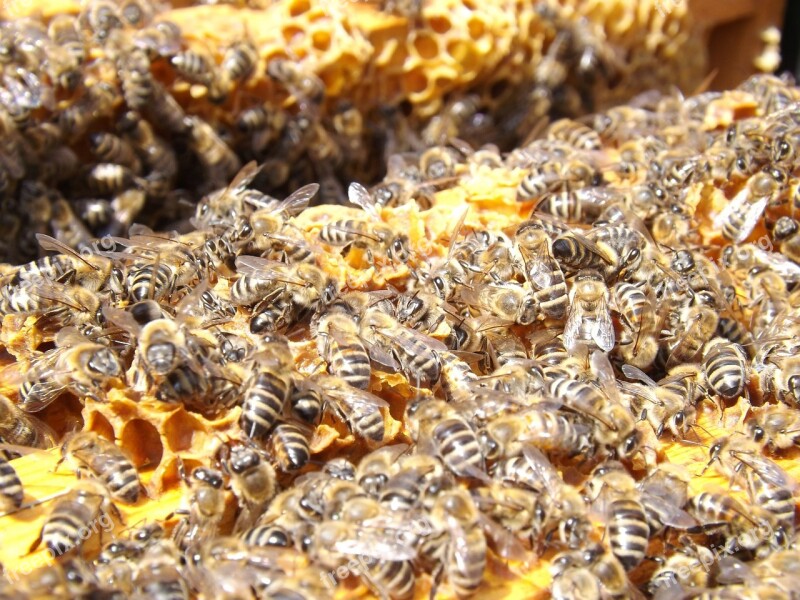 Bees Beehive Beekeeping Honey Busy