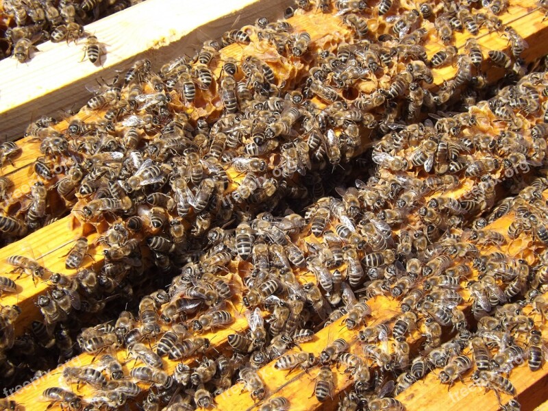 Bees Beehive Beekeeping Honey Busy