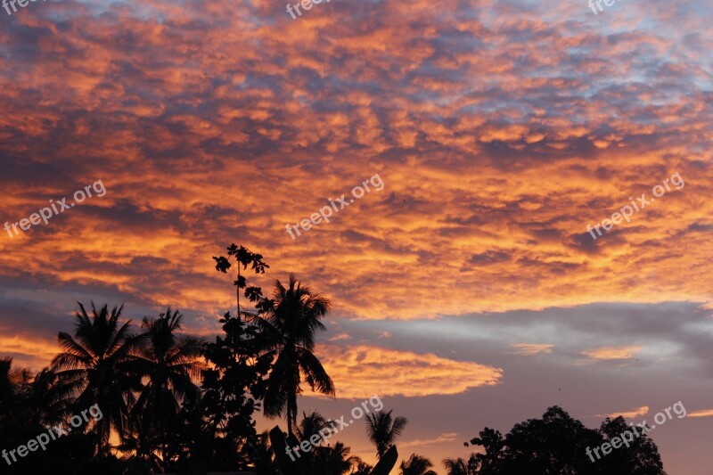 Palm Trees Silhouettes Nature Sunset Sky