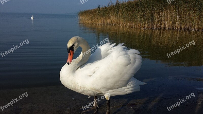 Swan Bird White Elegant Feather