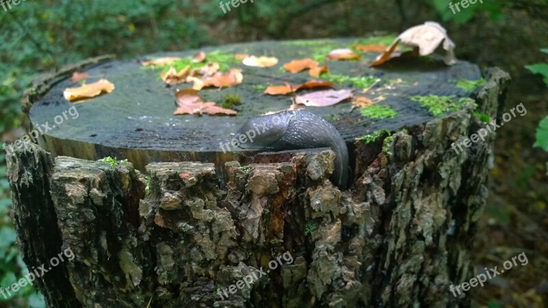 Snail Nature Log Free Photos