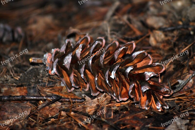 Cone Forest Avar Free Photos