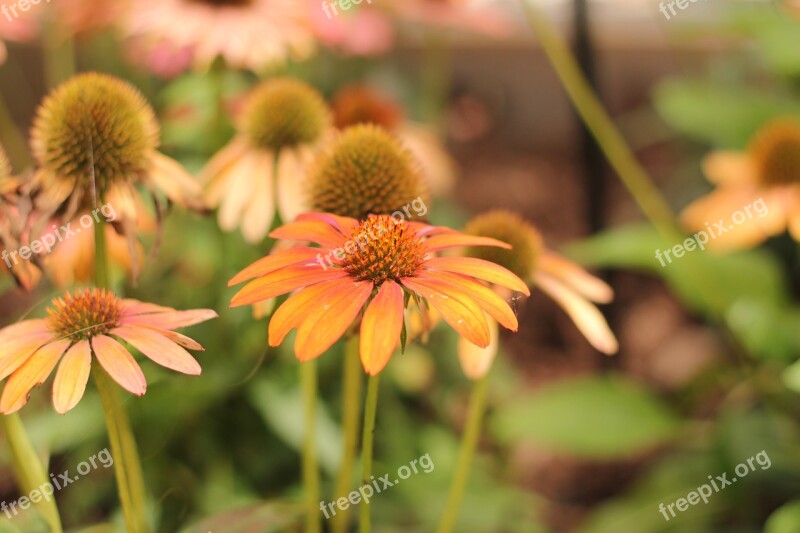 Coneflower Echinacea Flower Orange Red