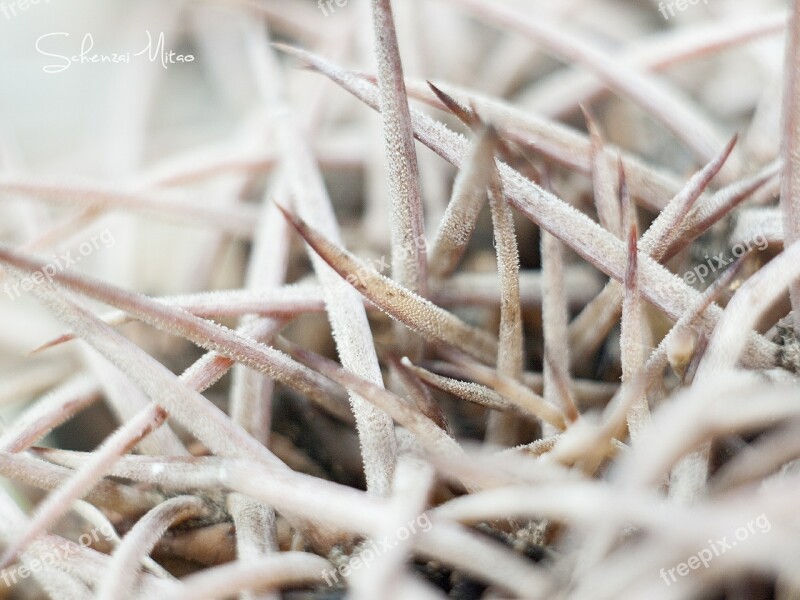 Cactus White Light Morning Detail