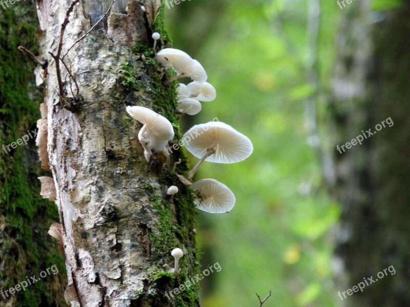 Porcelain Fungus Nature Forest Free Photos