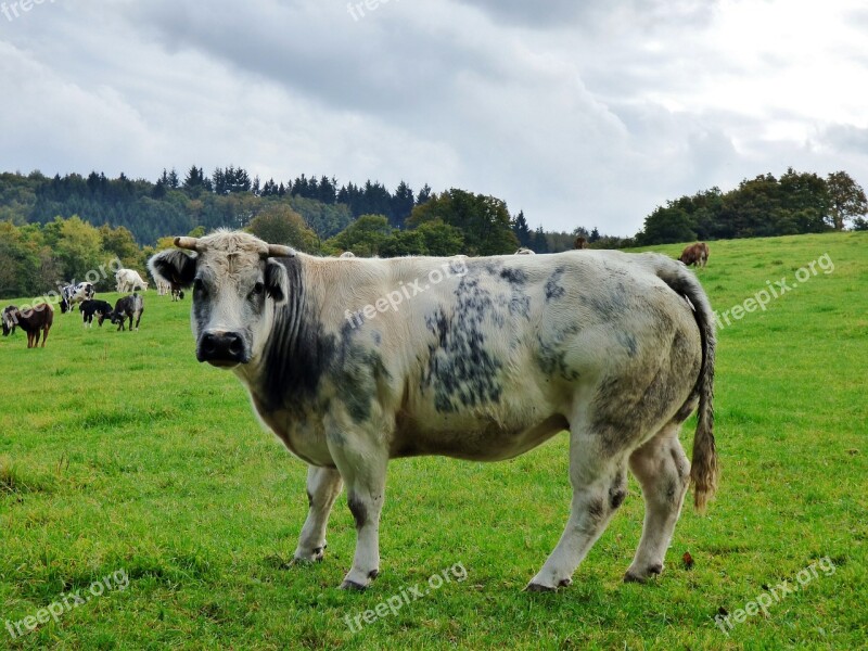 Cow Animals Pasture Mammal Grass