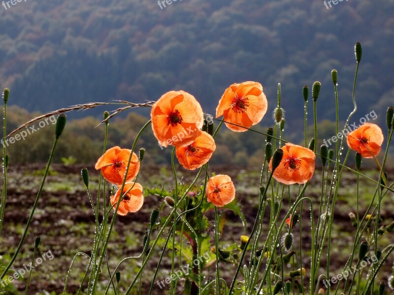 Poppies Flowers Nature Luxembourg Lighting