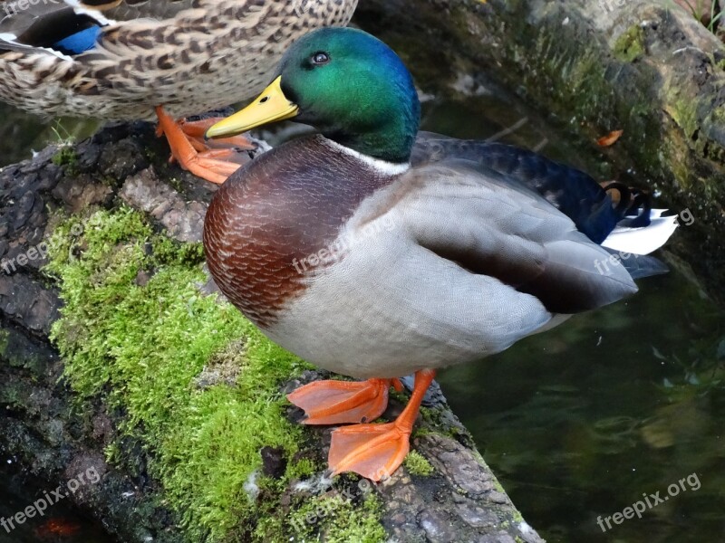 Duck Mallard Tree Trunk Water Bird Animal World