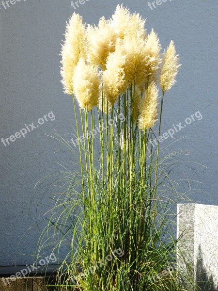 Pampas Grass Grass Fluffy Airy Nature