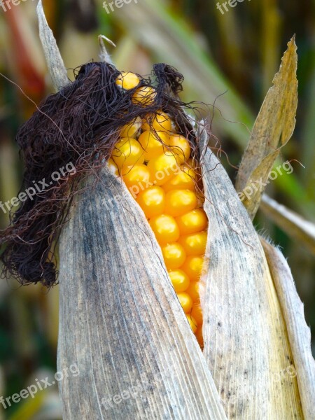 Corn On The Cob Corn Hair Corn On The Cob Hair Hair Corn