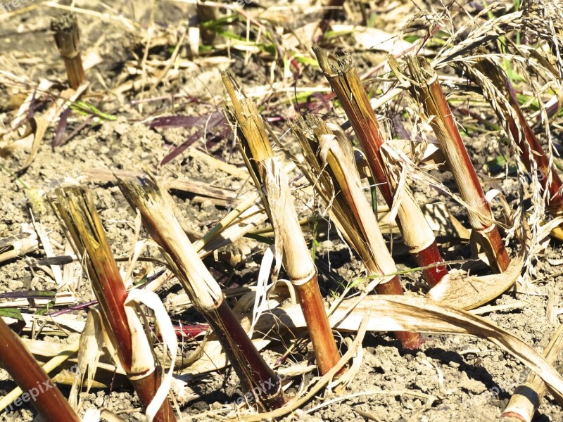 Plant Stub Harvest Time Corn Harvest Corn Plant Harvested