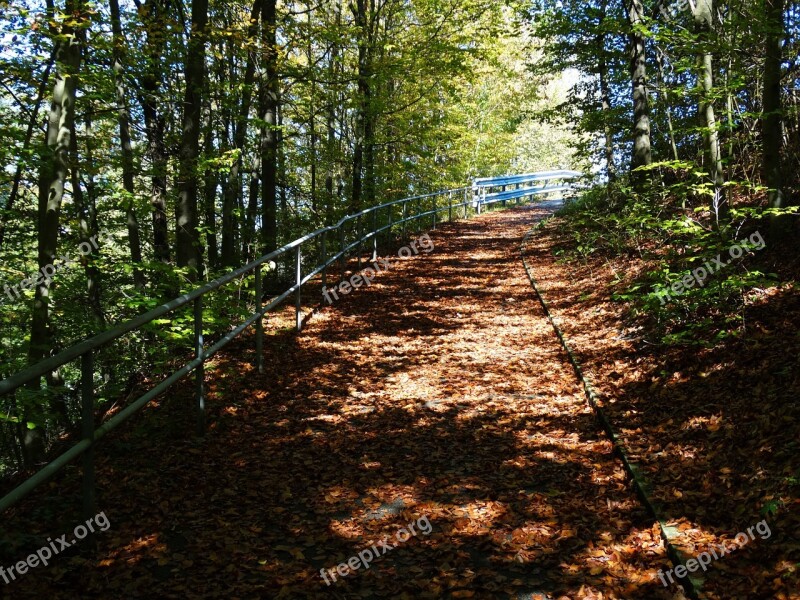 Forest Path Fall Leaves Autumn Forest Hardwood Floor Leaves