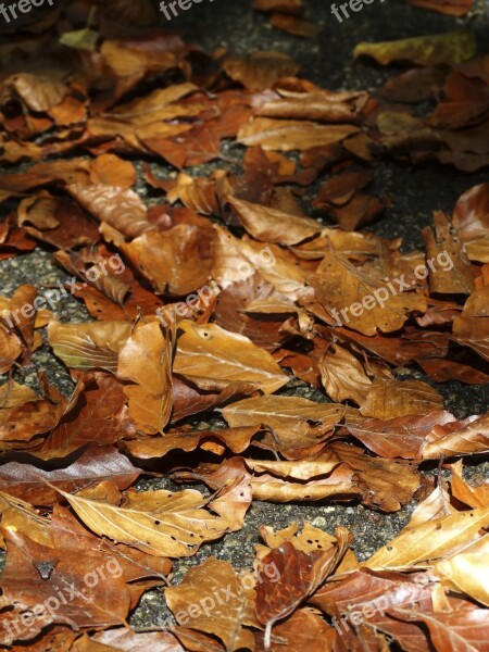 Fall Foliage Leaves Brown Yellow Fall Leaves