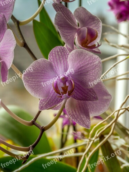 Phalaenopsis Pink Orchid Floral Elegance Macro Orchid Blossom