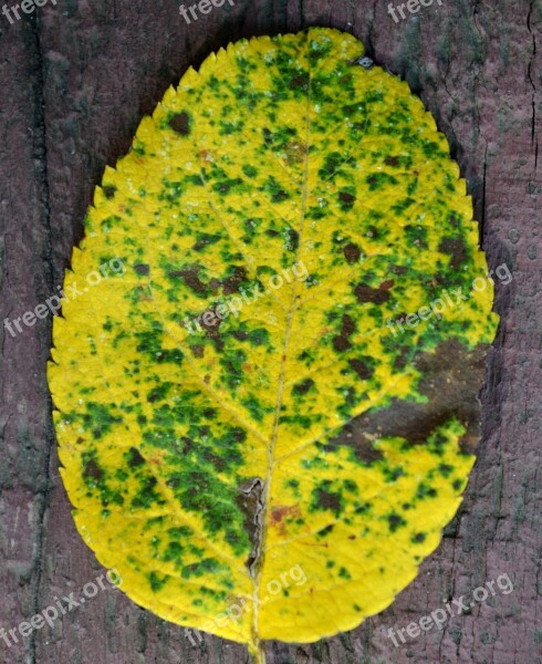 Autumn Leave Yellow Leaf Nature