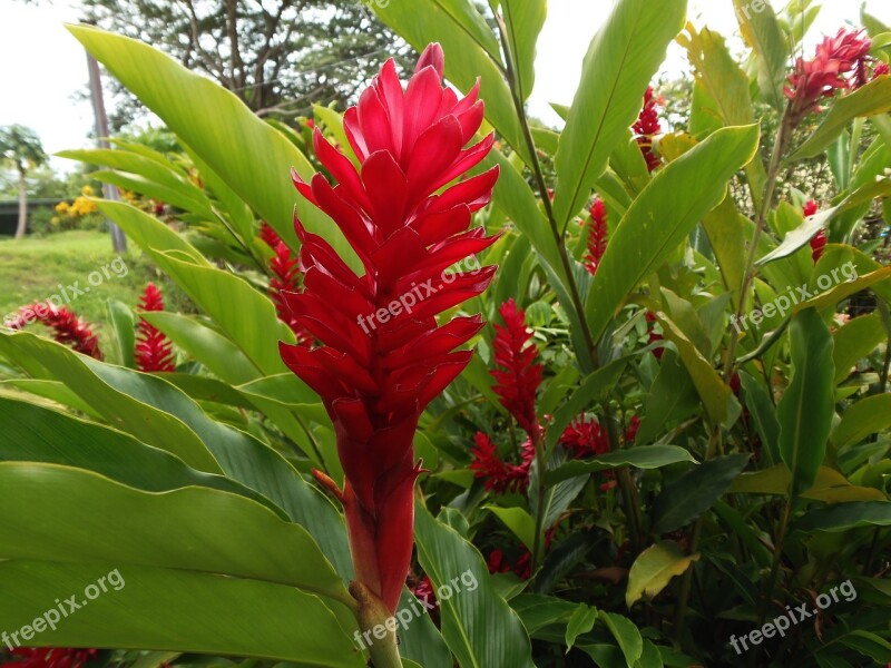 Flora Stem Red Green Flower