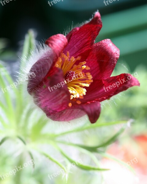 Flower Pulsatilla Red Stamen Leaves