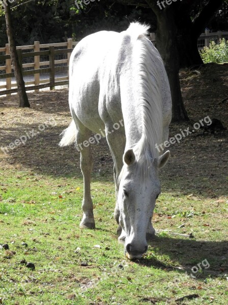 Horse Mare Stallion White Grazing