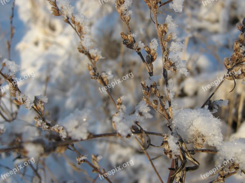 Winter Frost Snow Cold White