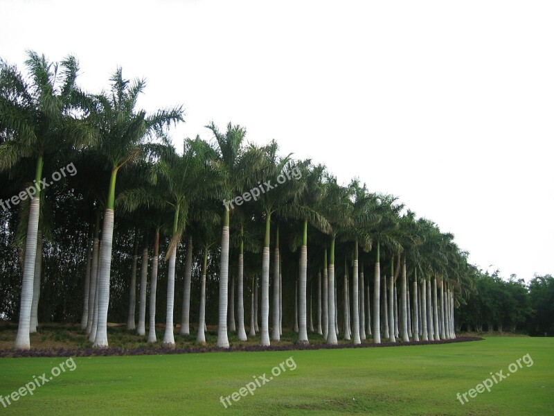 Palm Tree Forest Tropical Nature