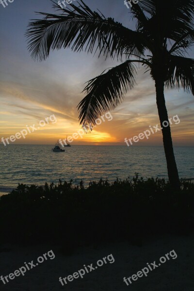 Palm Tree Tropic Bahamas Ocean Caribbean