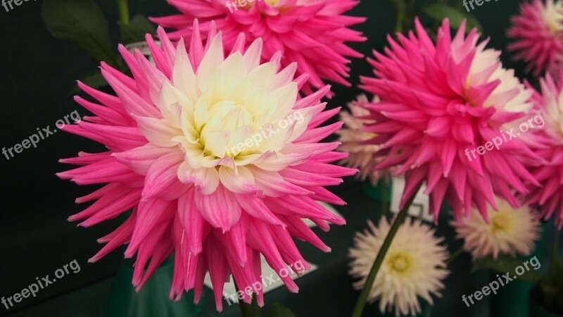 Dahlias Wisley Gardens Flower Bloom Pink