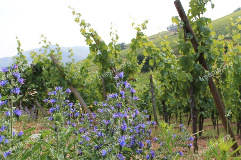 Vineyard Alsace Colmar France Green