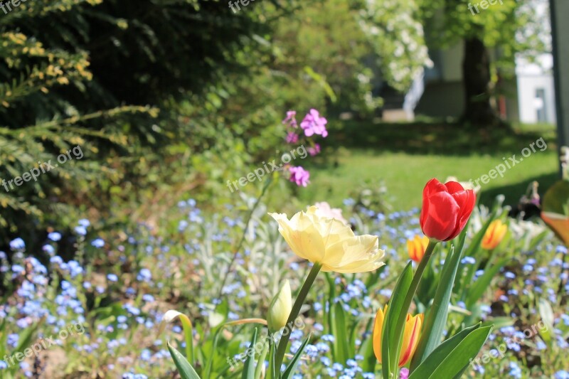 Tulips Summer Garden Flower Color