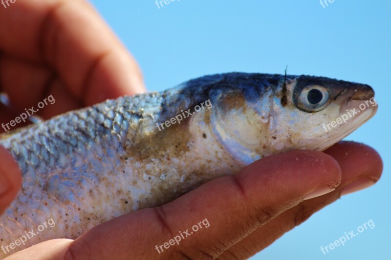 Fish Caught Fished Hand Fishing