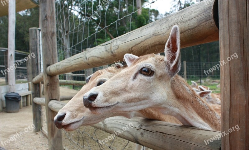 Deer Animals Friends Nature Zoo