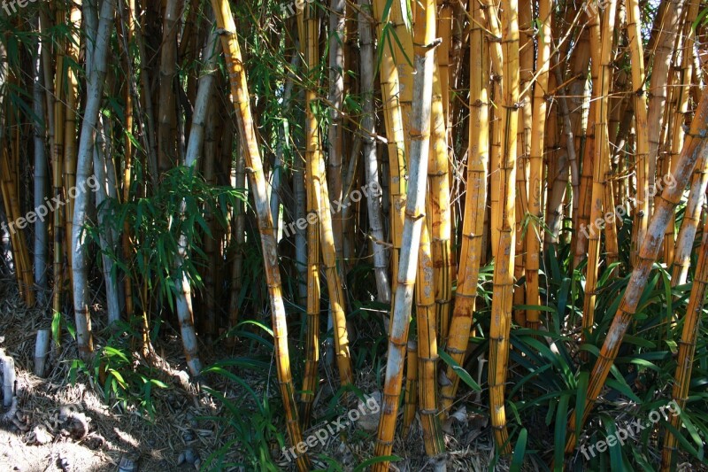 Bamboo Trees Nature Green Jungle