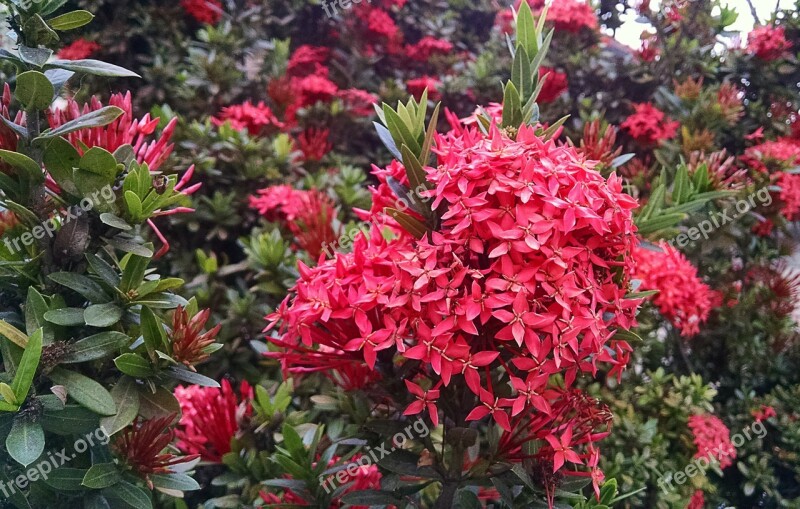 Ixora Tropical Flower Garden Nature Plants