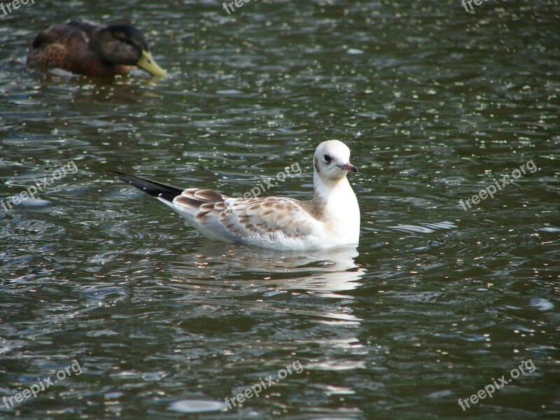 Bird Gull Water Free Photos