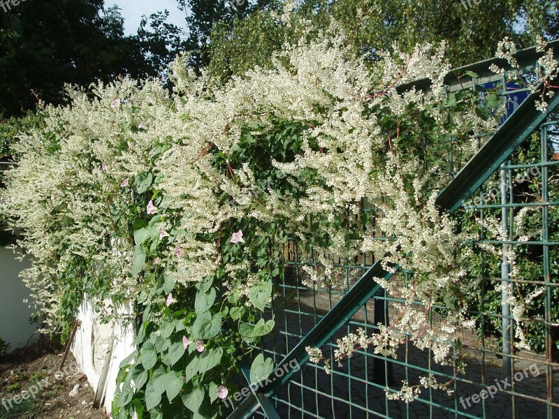 Bridal Veil Knotweed Hedge Free Photos