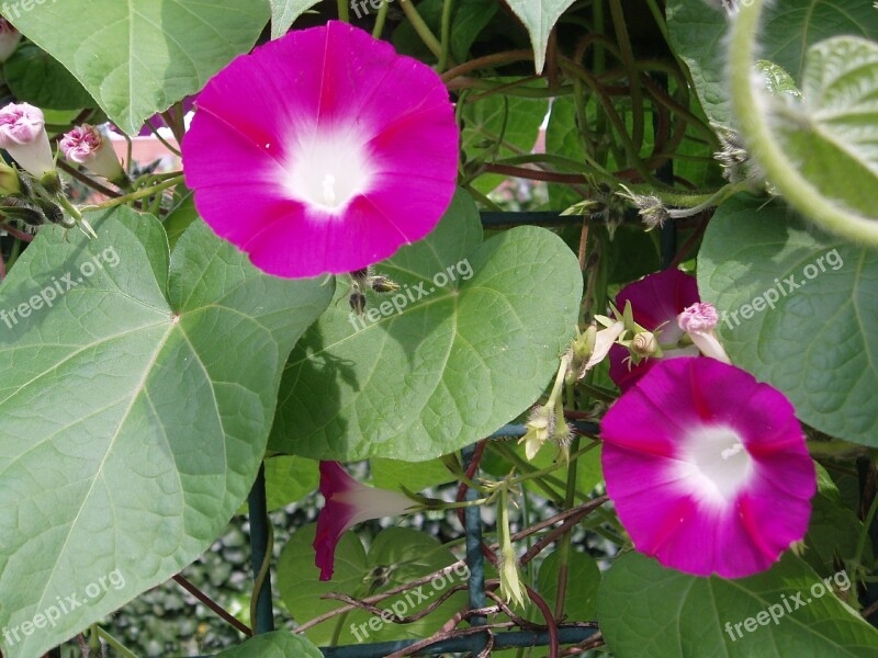 Morning Glory Winds Blossom Bloom Flower