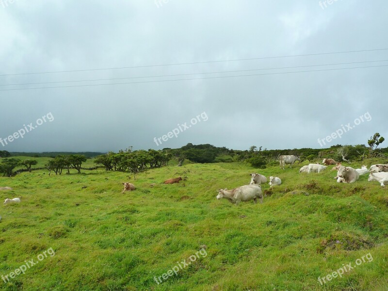 Cattle Cows Landscape Field Rural