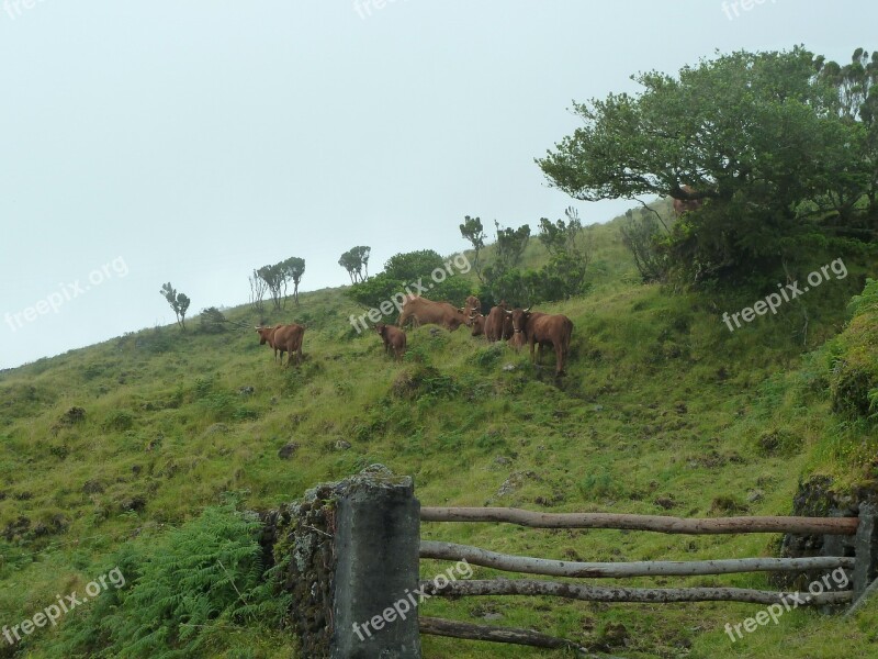 Cows Cattle Pasture Livestock Farming