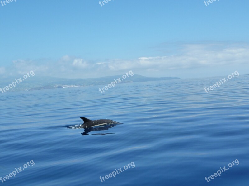 Dolphin Ocean Sea Atlantic Ocean Azores