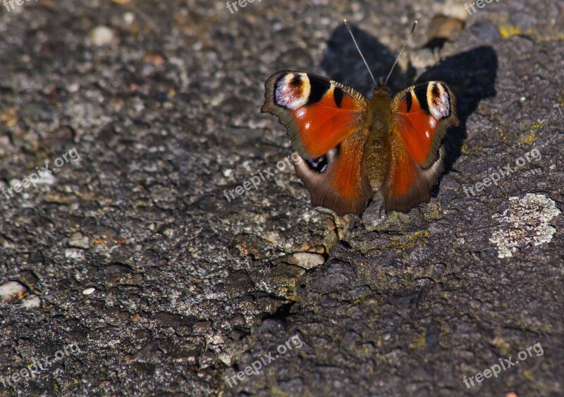 Peacock Butterfly Butterfly Close Up Insect Free Photos