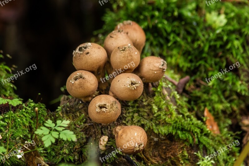 Dust Mushrooms Mushrooms Moss Forest Close Up