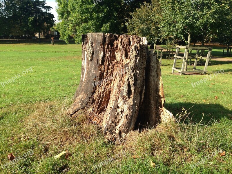 Stump Trunk Tree Free Photos