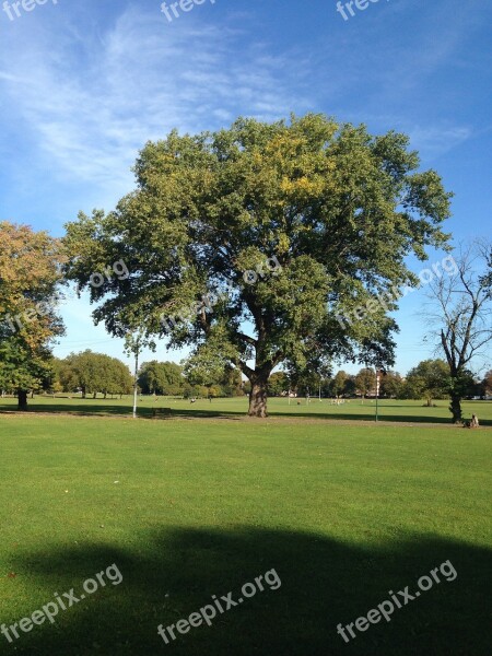 Big Green Tree Free Photos