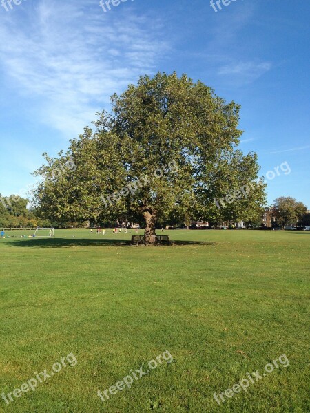 Big Green Tree Free Photos