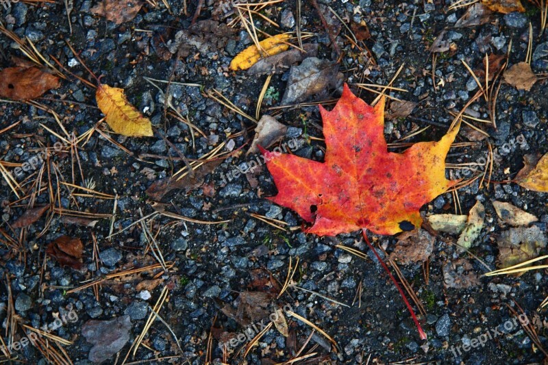 The Maple Leaf Fall Colors Sand The Land Free Photos