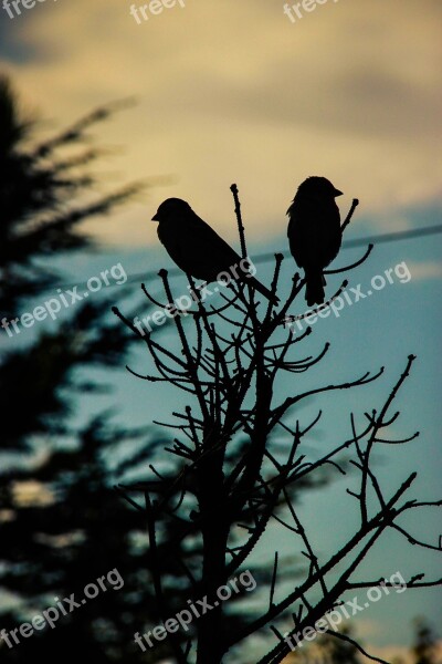 Bird Silhouette Contrast Afternoon Free Photos