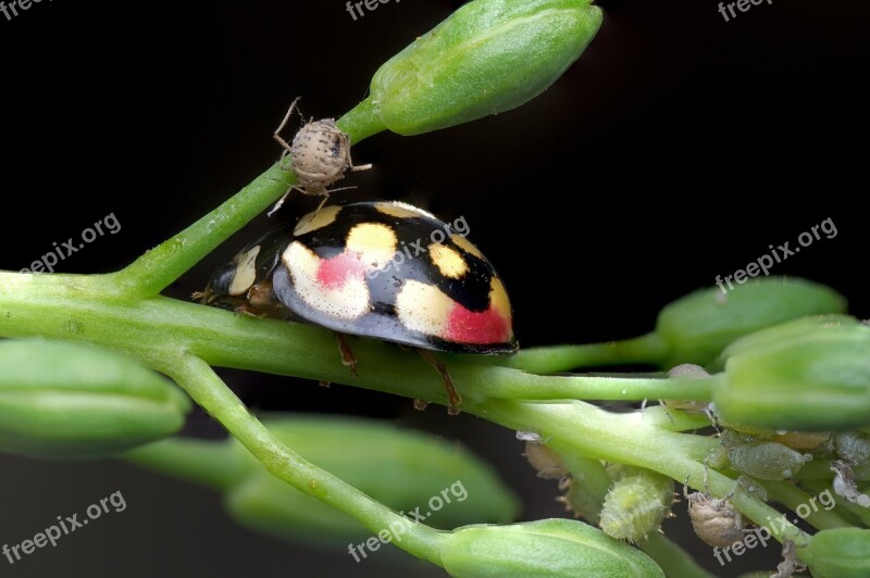 Ladybug Aphids Nature Insect Beetle