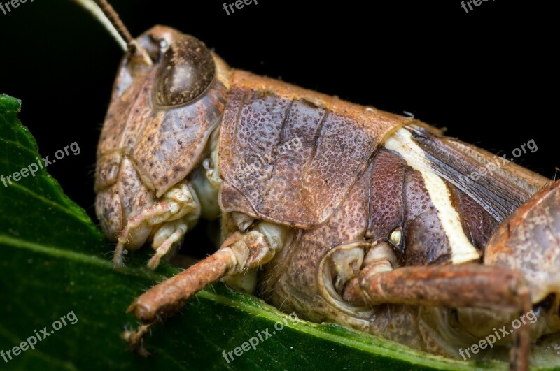 Grasshopper Macro Details Eating Leaf