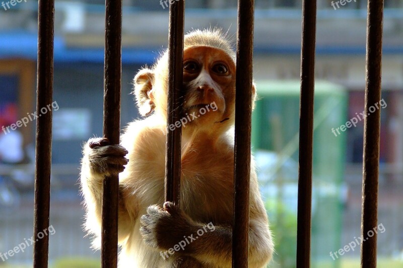 Monkey Encaged Bars Sunlight Caged